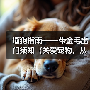 遛狗指南——带金毛出门须知（关爱宠物，从每一次遛狗开始）