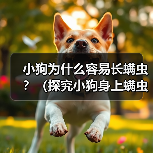 小狗为什么容易长螨虫？（探究小狗身上螨虫的原因和解决方法）（图3）