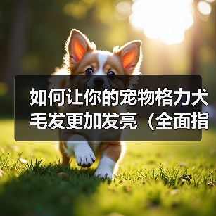 如何让你的宠物格力犬毛发更加发亮（全面指导宠物主人如何选食、清洁和调养，让宠物犬毛发更加光亮）