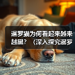 暹罗猫为何看起来越来越黑？（深入探究暹罗猫的毛色变化与基因遗传）（图3）