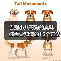 告别小八哥狗的臭味，你需要知道的15个方法（如何消除小八哥狗的臭味？去除狗味的有效技巧）（图4）