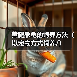 黄腿象龟的饲养方法（以宠物方式饲养/）（图3）