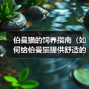 伯曼猫的饲养指南（如何给伯曼猫提供舒适的生活环境）（图3）