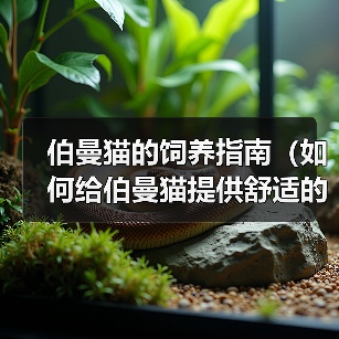 伯曼猫的饲养指南（如何给伯曼猫提供舒适的生活环境）