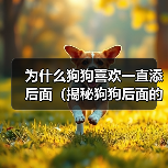为什么狗狗喜欢一直添后面(揭秘狗狗后面的行为习惯,探寻它们内心的真正想法)(图4) 为什么狗狗喜欢一直添后面(揭秘狗狗后面的行为习惯,探寻它们内心的真正想法)(图4)
