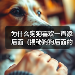 为什么狗狗喜欢一直添后面(揭秘狗狗后面的行为习惯,探寻它们内心的真正想法)(图1) 为什么狗狗喜欢一直添后面(揭秘狗狗后面的行为习惯,探寻它们内心的真正想法)(图1)