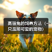 高丽兔的饲养方法（一只温顺可爱的宠物）（图4）