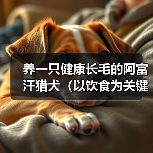 养一只健康长毛的阿富汗猎犬（以饮食为关键，宠物的美丽由内而外）（图2）