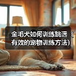 金毛犬如何训练跳远（有效的宠物训练方法）