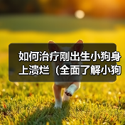 如何治疗刚出生小狗身上溃烂(全面了解小狗身上溃烂的成因和治疗方法)(图4) 如何治疗刚出生小狗身上溃烂(全面了解小狗身上溃烂的成因和治疗方法)(图4)