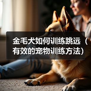 金毛犬如何训练跳远(有效的宠物训练方法)(图4) 金毛犬如何训练跳远(有效的宠物训练方法)(图4)