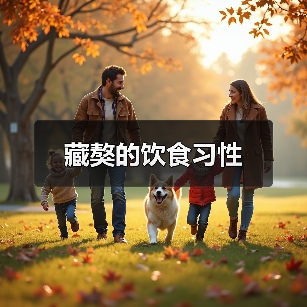 藏獒的饮食习性