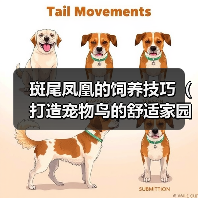 斑尾凤凰的饲养技巧(打造宠物鸟的舒适家园)(图2) 斑尾凤凰的饲养技巧(打造宠物鸟的舒适家园)(图2)