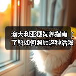 澳大利亚梗饲养指南(了解如何照顾这种活泼的狗狗)(图2) 澳大利亚梗饲养指南(了解如何照顾这种活泼的狗狗)(图2)