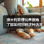 澳大利亚梗饲养指南(了解如何照顾这种活泼的狗狗)(图4) 澳大利亚梗饲养指南(了解如何照顾这种活泼的狗狗)(图4)