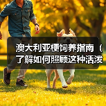 澳大利亚梗饲养指南(了解如何照顾这种活泼的狗狗)(图3) 澳大利亚梗饲养指南(了解如何照顾这种活泼的狗狗)(图3)
