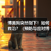 博美狗突然倒下!如何救治?(预防与应对博美狗倒下的方法)(图3) 博美狗突然倒下!如何救治?(预防与应对博美狗倒下的方法)(图3)