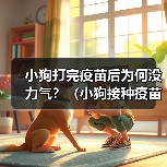 小狗打完疫苗后为何没力气?(小狗接种疫苗后的不适症状及应对方法)(图3) 小狗打完疫苗后为何没力气?(小狗接种疫苗后的不适症状及应对方法)(图3)