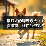 银狐犬的饲养方法（全面指南，让你的银狐犬健康成长）（图2）
