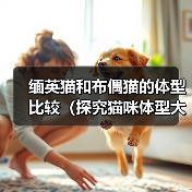缅英猫和布偶猫的体型比较(探究猫咪体型大小对其品种特点的影响)(图3) 缅英猫和布偶猫的体型比较(探究猫咪体型大小对其品种特点的影响)(图3)
