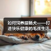 如何饲养腊肠犬——打造快乐健康的毛孩生活（从幼年到成熟，这些细节需要关注）