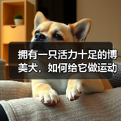 拥有一只活力十足的博美犬,如何给它做运动?(为你的宠物制定一份运动计划,让它更健康快乐)(图3) 拥有一只活力十足的博美犬,如何给它做运动?(为你的宠物制定一份运动计划,让它更健康快乐)(图3)