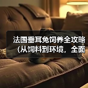 法国垂耳兔饲养全攻略(从饲料到环境,全面指导你的垂耳兔健康成长)(图4) 法国垂耳兔饲养全攻略(从饲料到环境,全面指导你的垂耳兔健康成长)(图4)