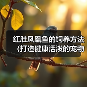 红肚凤凰鱼的饲养方法(打造健康活泼的宠物鱼)(图4) 红肚凤凰鱼的饲养方法(打造健康活泼的宠物鱼)(图4)