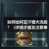 如何给阿富汗猎犬洗脸?(详细步骤及注意事项。)(图2) 如何给阿富汗猎犬洗脸?(详细步骤及注意事项。)(图2)