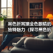 黑色折耳猫金色眼睛的独特魅力(探寻黑色折耳猫金色眼睛的美丽秘密)(图4) 黑色折耳猫金色眼睛的独特魅力(探寻黑色折耳猫金色眼睛的美丽秘密)(图4)