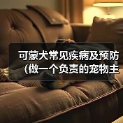 可蒙犬常见疾病及预防(做一个负责的宠物主人,让爱宠健康快乐)(图3) 可蒙犬常见疾病及预防(做一个负责的宠物主人,让爱宠健康快乐)(图3)