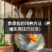 象鼻鱼的饲养方法(养殖实用技巧分享)(图4) 象鼻鱼的饲养方法(养殖实用技巧分享)(图4)