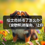哈士奇掉毛了怎么办?(宠物照顾指南,让你的哈士奇掉毛少如一把梳子)(图4) 哈士奇掉毛了怎么办?(宠物照顾指南,让你的哈士奇掉毛少如一把梳子)(图4)
