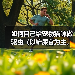 如何自己给宠物猫咪做驱虫（以铲屎官为主，轻松做好猫咪的驱虫工作）