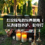 红纹锦龟的饲养指南(从选择到养护,助你打造健康的锦龟生活)(图3) 红纹锦龟的饲养指南(从选择到养护,助你打造健康的锦龟生活)(图3)