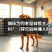猫咪为何老是缠着主人叫？（探究猫咪缠人叫的原因及如何应对）