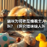 猫咪为何老是缠着主人叫?(探究猫咪缠人叫的原因及如何应对)(图3) 猫咪为何老是缠着主人叫?(探究猫咪缠人叫的原因及如何应对)(图3)