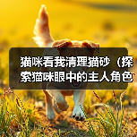 猫咪看我清理猫砂(探索猫咪眼中的主人角色,提高与猫咪的亲密度)(图4) 猫咪看我清理猫砂(探索猫咪眼中的主人角色,提高与猫咪的亲密度)(图4)