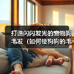 打造闪闪发光的宠物狗毛发(如何使狗狗的毛发有光泽?)(图1) 打造闪闪发光的宠物狗毛发(如何使狗狗的毛发有光泽?)(图1)
