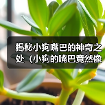 揭秘小狗嘴巴的神奇之处（小狗的嘴巴竟然像这个东西！）（图4）