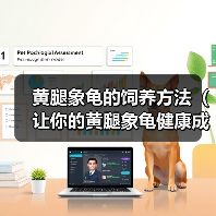 黄腿象龟的饲养方法（让你的黄腿象龟健康成长）（图2）