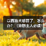 以西施犬感冒了，怎么办？（宠物主人必读！掌握这些关键信息，救救你的萌宠！）