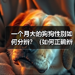 一个月大的狗狗性别如何分辨？（如何正确辨别狗狗性别，帮助它健康成长）