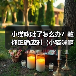 小猫咪吐了怎么办？教你正确应对（小猫咪呕吐原因及处理方法，保障爱宠健康）（图3）