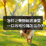 怎样让宠物病后康复——以苏牧拉稀怎么办为例(如何护理宠物、注意事项及饮食建议)(图2) 怎样让宠物病后康复——以苏牧拉稀怎么办为例(如何护理宠物、注意事项及饮食建议)(图2)