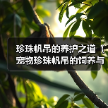 珍珠帆吊的养护之道（宠物珍珠帆吊的饲养与细节）（图4）
