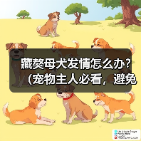 藏獒母犬发情怎么办?(宠物主人必看,避免犬只走失!)(图4) 藏獒母犬发情怎么办?(宠物主人必看,避免犬只走失!)(图4)