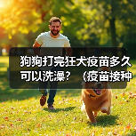 狗狗打完狂犬疫苗多久可以洗澡？（疫苗接种时间与洗澡注意事项）（图2）