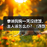 泰迪狗狗一天没吃饭,主人该怎么办?(遇到狗狗不吃饭的情况,要及时采取措施)(图4) 泰迪狗狗一天没吃饭,主人该怎么办?(遇到狗狗不吃饭的情况,要及时采取措施)(图4)