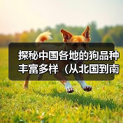 探秘中国各地的狗品种丰富多样（从北国到南疆，打造宠物界的“九州犬”）